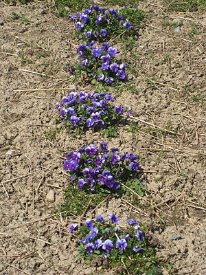 pansy mulched